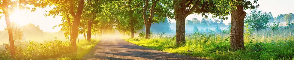 Ein Weg durch eine Baumalleé an einem sonnigen Morgen.